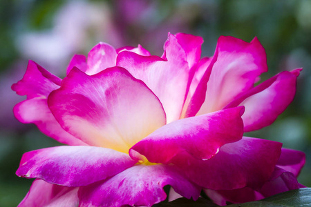 夏季玫瑰花园宏观摄影