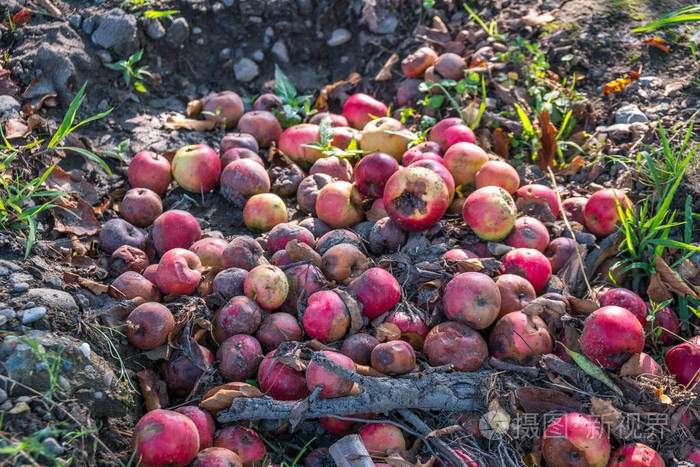 花园里掉下来的苹果