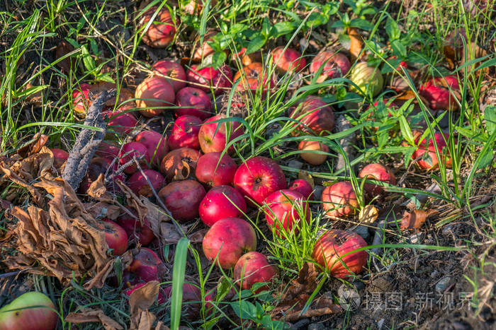 花园里掉下来的苹果