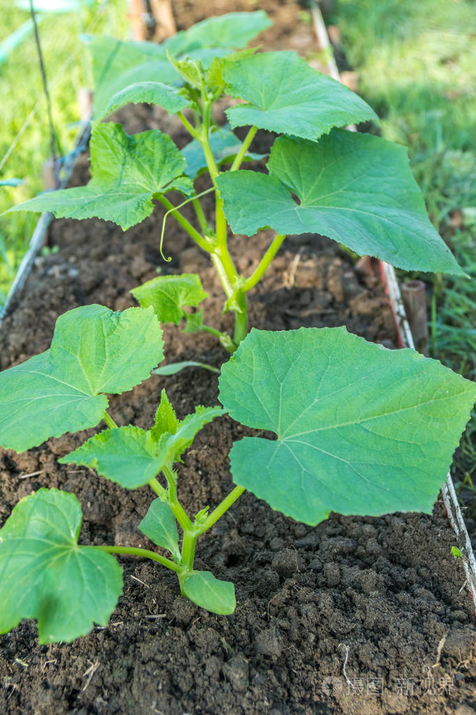 黄瓜幼苗在家里在一个小范围