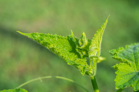 小范围的观测站黄瓜幼苗在家里在一个小范围照片