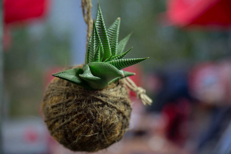 芦荟花种植内的科科内概念独创性