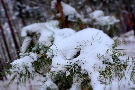 覆盖着霜和雪的松树树枝