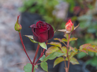 红玫瑰与芽上的茎