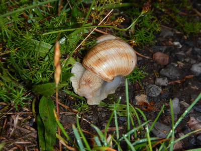 在蜗牛速度移动蜗牛与它的移动家在潮湿的草地照片