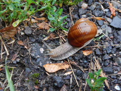 蜗牛与它的移动家在潮湿的草地