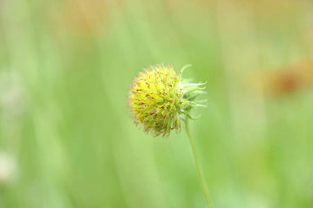 种子花粉西班牙针花