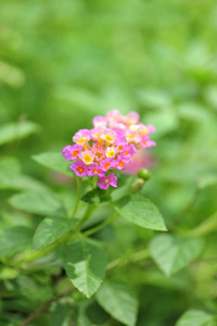 马缨背景美丽绽放植物学，特写 colorfulgreen 叶