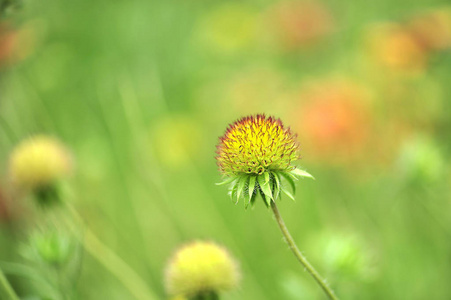 种子花粉西班牙针花