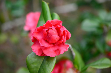 日本山茶花