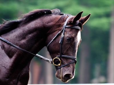 北海道牧场日本北海道的马术照片