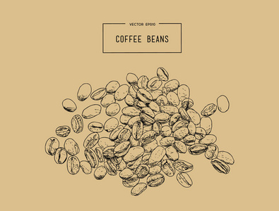 咖啡豆素描图片