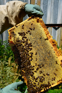 养蜂人不断用蜜蜡框架图片