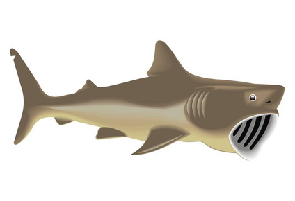 姥鲨图片