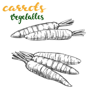 胡萝卜素描图片