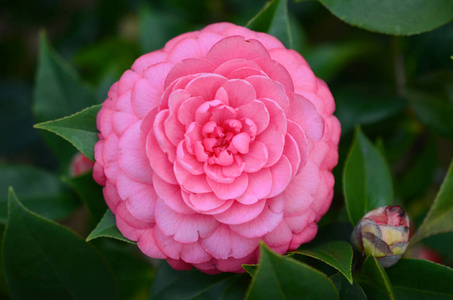 日本山茶花