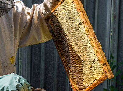 养蜂人不断用蜜蜡框架图片