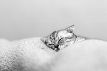 睡在床上的可爱灰色小猫
