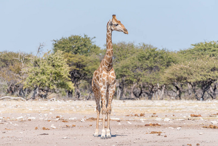 面对镜头的纳米比亚长颈鹿