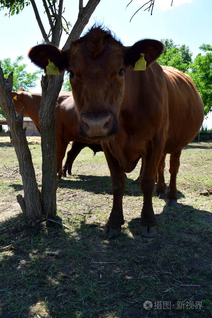 棕色的安格斯牛在树荫下的一棵树