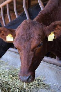 棕色的安格斯牛放牧在谷仓里的干草