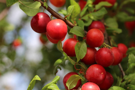 美味的樱桃梅子从果园里的树枝挂在自然轻 软的焦点。它是一种梅花