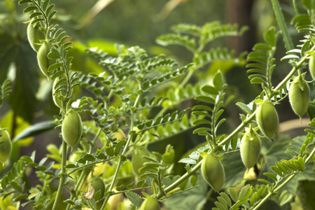 鹰嘴豆的绿色豆荚生长在植物上, 近距离生长, 田野, 植物