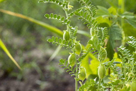 鹰嘴豆的绿色豆荚生长在植物上, 近距离生长, 田野, 植物