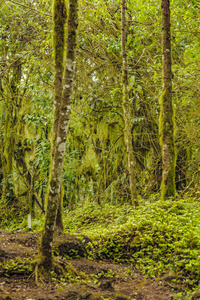 scalesia forest, Galapagos, 厄瓜多尔