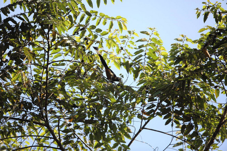 在 Mt.Kerinci，苏门答腊，印度尼西亚的苏门答腊鹊 Dendrocitta 枕