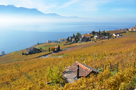 葡萄园在 Lavaux 反对日内瓦湖