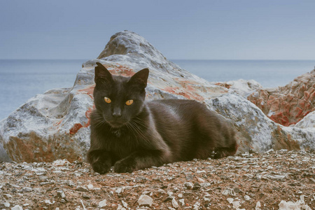 黑猫与橙色的眼睛的特写肖像