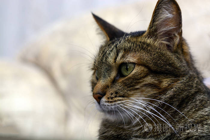 黑灰色猫绿眼睛盯着镜头