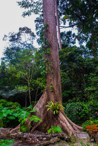 热带的雨林景观，婆罗洲，马来西亚沙巴
