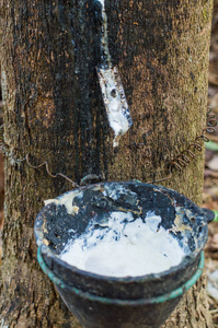 作为天然橡胶的来源从橡胶树三叶橡胶树中提取的乳胶