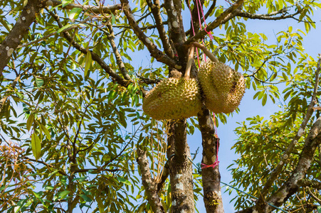 泰国花园中的榴莲树分支的整个榴莲水果。