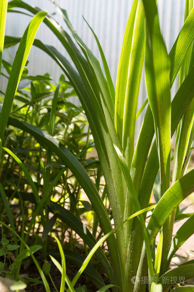绿色的百合花在房子前面