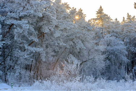冬天的树在白霜中