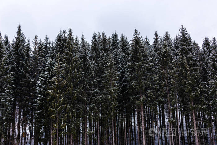 在雪地里的松树