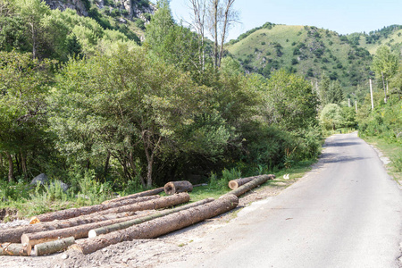 哈萨克斯坦山区公路附近的锯树