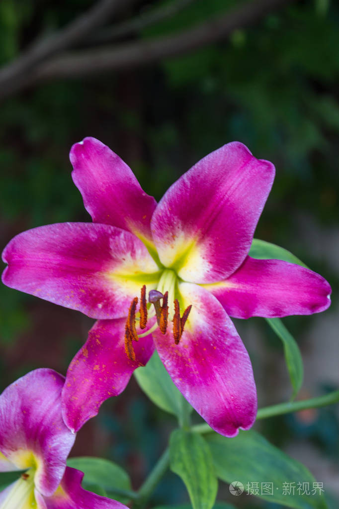 一朵盛开在花园里的百合花照片-正版商用图片0yyysn-摄图新视界