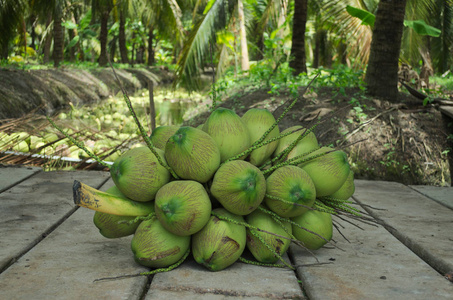 绿色椰子椰子园 blurly 背景