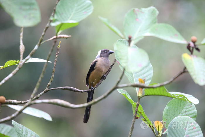 在 Mt.Kerinci，苏门答腊，印度尼西亚的苏门答腊鹊 Dendrocitta 枕