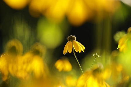 阔叶圆锥花RudbeckiaLaciniata