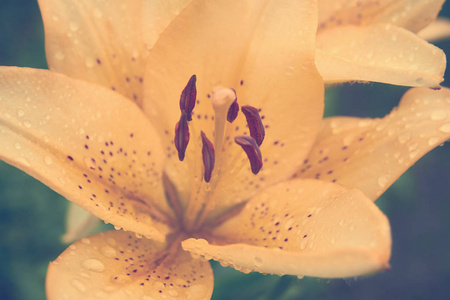 黄色百合花与露珠在花瓣, 宏观的相片, 色调的图像