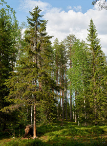 棕色的熊，在芬兰的针叶林