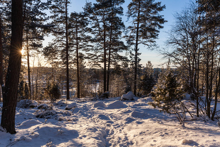 冬季森林, 芬兰拉赫蒂