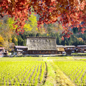 秋天的白川乡和五崮山 J 历史村庄