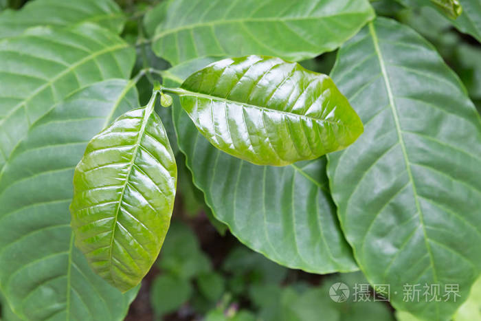 咖啡树上的咖啡叶