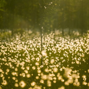 与 cottongrass 在与太阳耀斑梦幻看日落的美丽沼泽景观